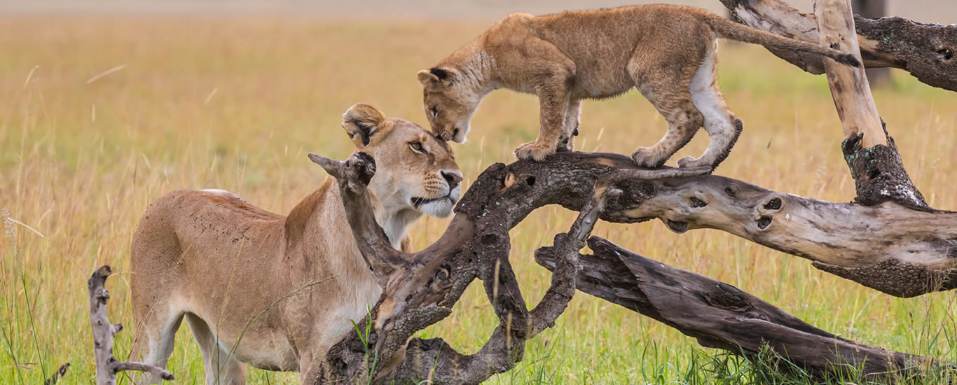 Classic Kenya Luxury Safari