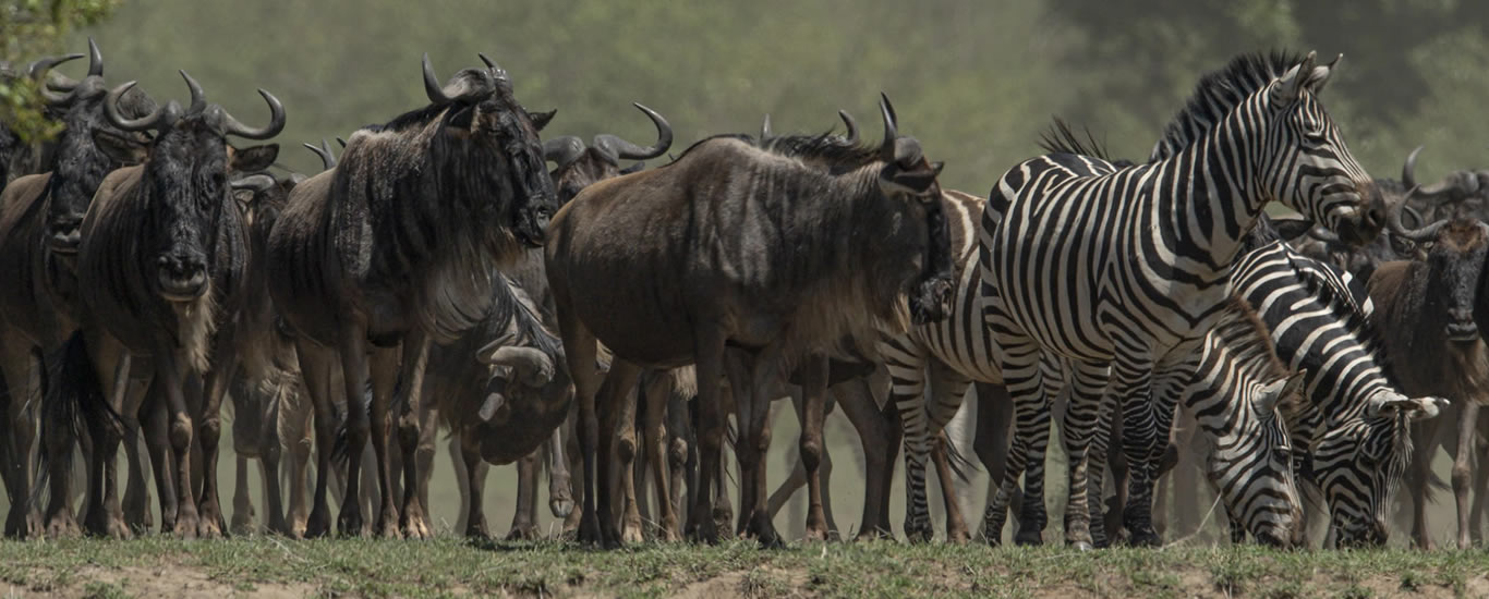 Great Migration Safari