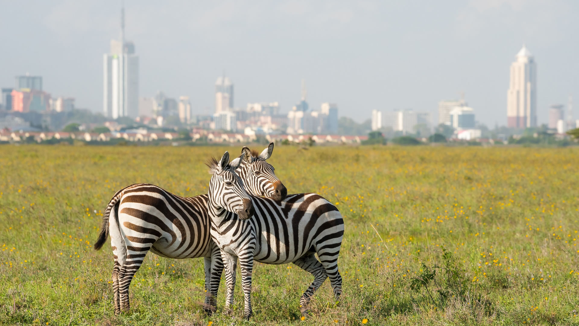 Nairobi Safari